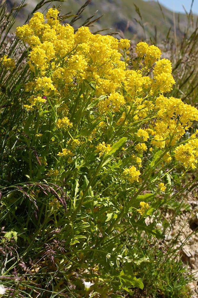 Sisymbrium austriacum / Erba cornacchia austriaca